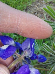 Lupinus cosentinii