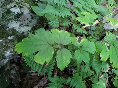 Actaea