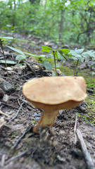 Chalciporus piperatus