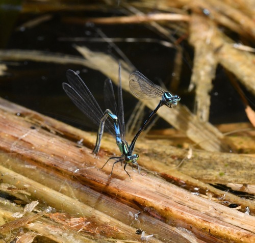 Siberian Bluet