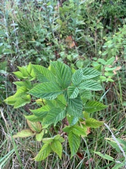 Rubus pensilvanicus