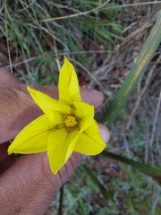 Moraea