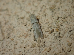 Symmocoides oxybiella