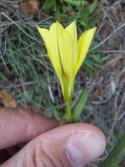 Moraea