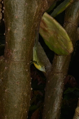 Anolis richardii