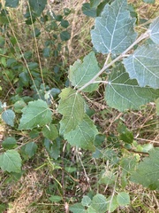 Populus alba