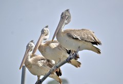 Pelecanus philippensis