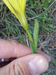 Moraea