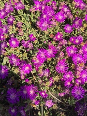 Drosanthemum