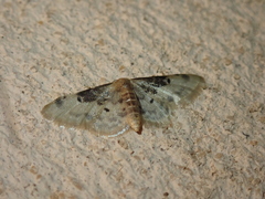 Idaea filicata
