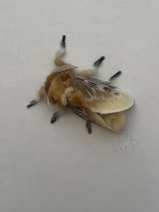 Megalopyge opercularis