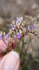 Limonium carolinianum