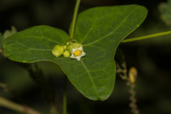 Solena amplexicaulis