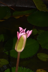 Nymphaea