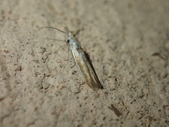 Coleophora