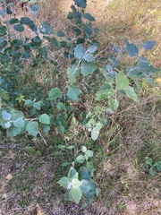 Populus alba