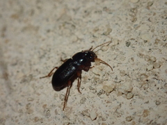 Harpalus rubripes