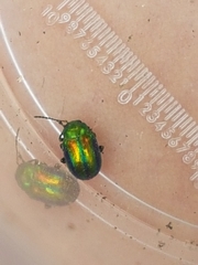 Chrysolina fastuosa