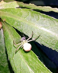 Misumena vatia