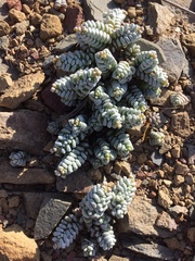 Crassula corallina