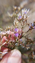 Limonium carolinianum