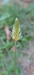 Plantago lanceolata