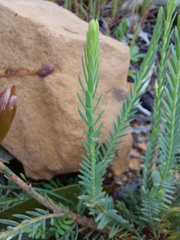 Struthiola