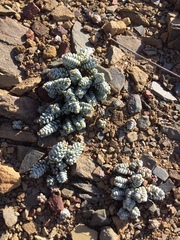 Crassula corallina