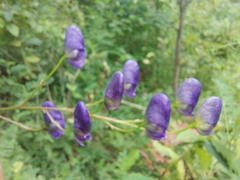 Aconitum volubile