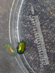 Chrysolina fastuosa