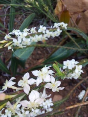 Struthiola