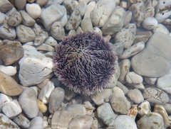 Sphaerechinus granularis