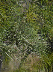 Grevillea parallela