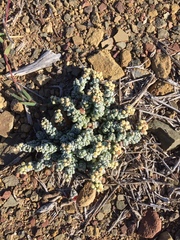 Crassula corallina