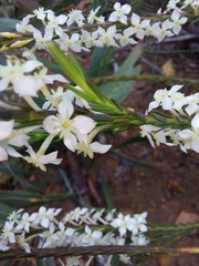 Struthiola