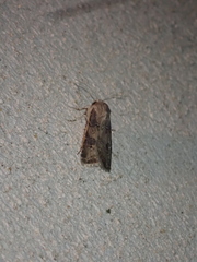 Agrotis bigramma