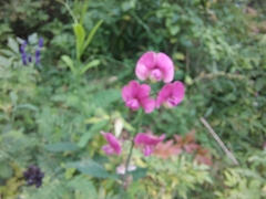 Lathyrus