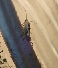 Scythris limbella