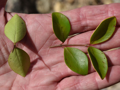 Eugenia reinwardtiana