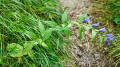Gentiana asclepiadea