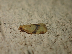Clepsis consimilana