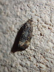 Endothenia
