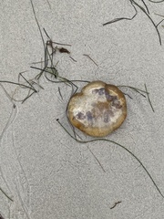 Chrysaora fuscescens