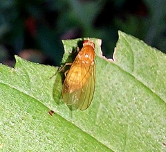 Lauxaniidae