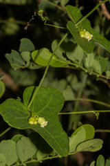 Solena amplexicaulis