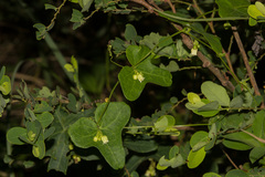 Solena amplexicaulis