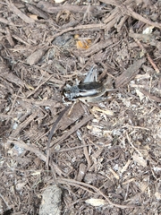 Velarifictorus micado