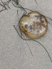 Chrysaora fuscescens