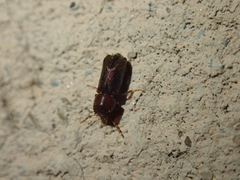 Bostrichidae