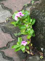 Catharanthus roseus